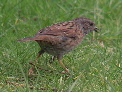 20160315 Dunnock